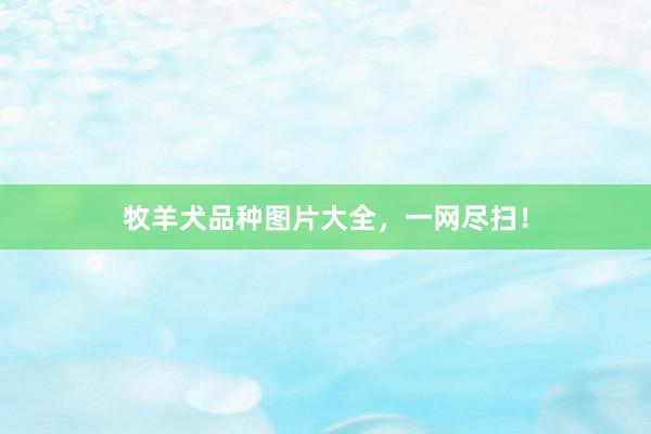 牧羊犬品种图片大全,一网尽扫!